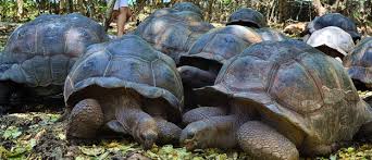 Prison Island & Giant Tortoise Tour